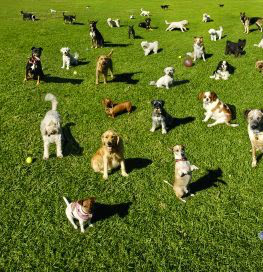 Dog Parks Inside The Loop