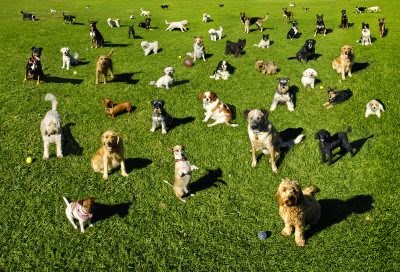 Dog Parks Inside the Loop