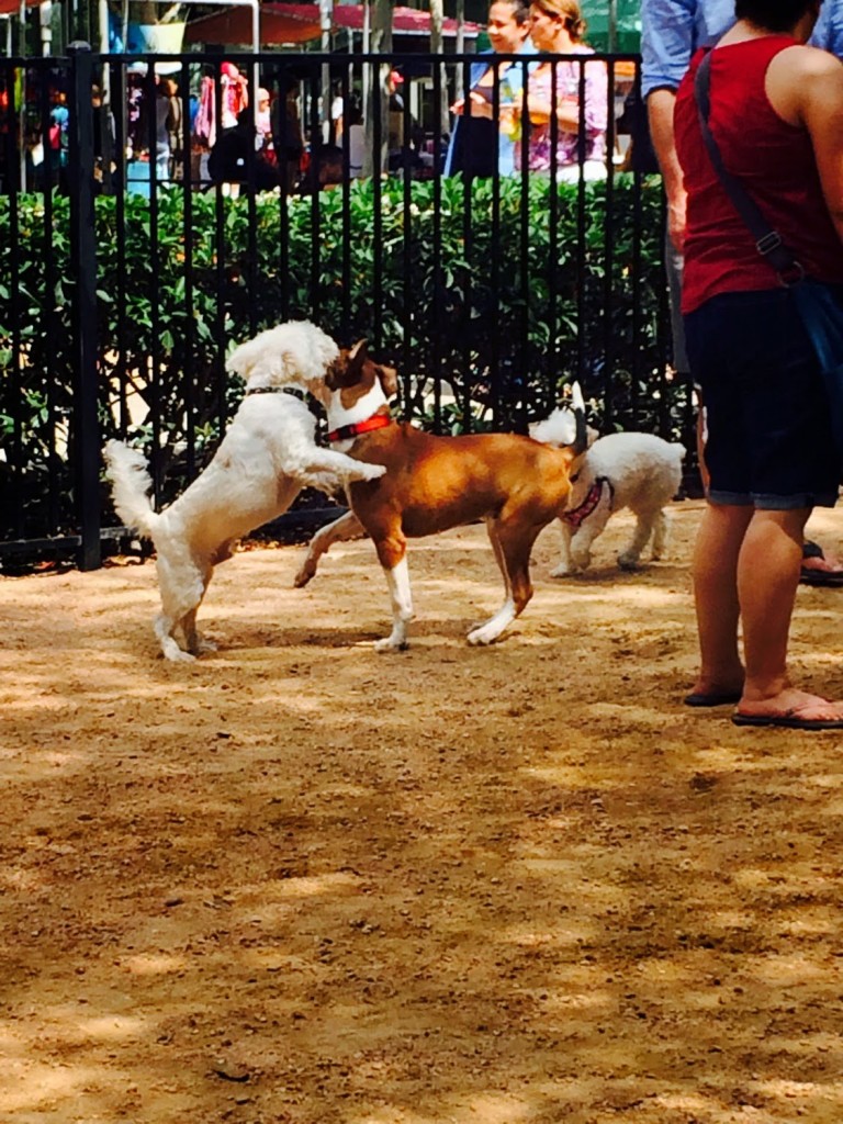 Westie at Discovery Green