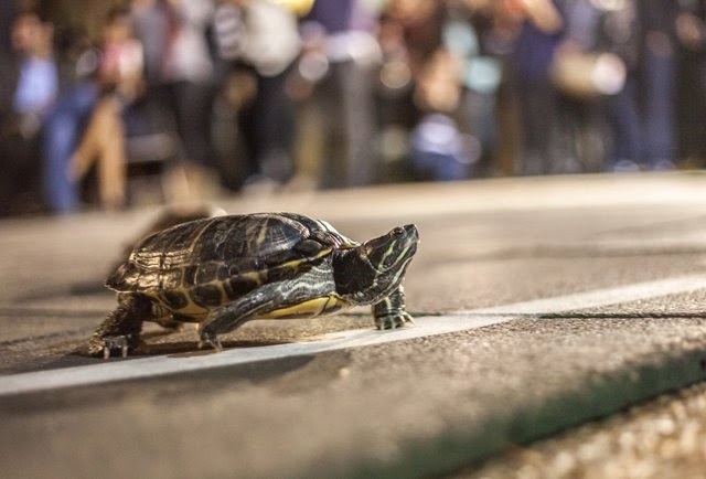 turtle racing