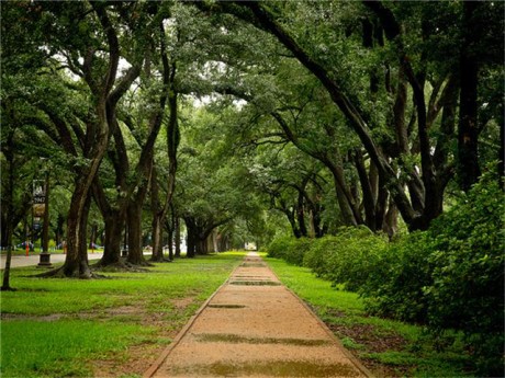 Rice University Jogging Trail